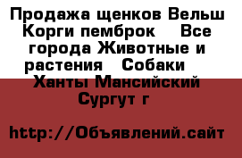 Продажа щенков Вельш Корги пемброк  - Все города Животные и растения » Собаки   . Ханты-Мансийский,Сургут г.